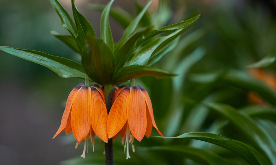 Niezwykła szachownica perska